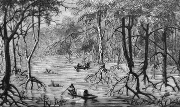 Mangroves1