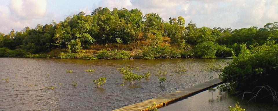 mangrove2015
